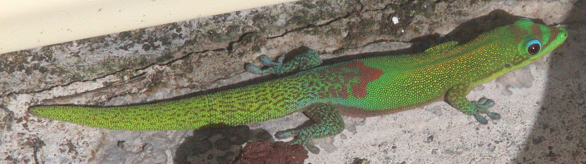Hawaii leaping lizard Journey 2: