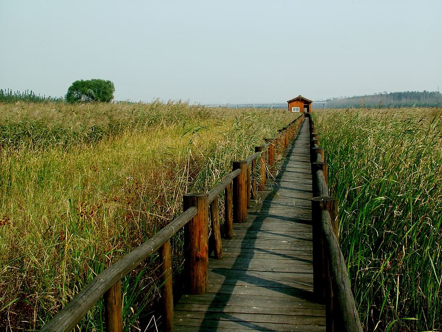 chen bridge, yellow river, wetlands, plant, field, sky, the way forward HD wallpaper