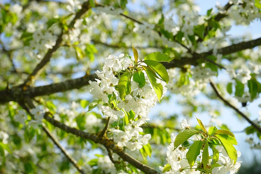 Cherry Blossom, Bloom, white, branch, flowers, spring, sunny day HD wallpaper