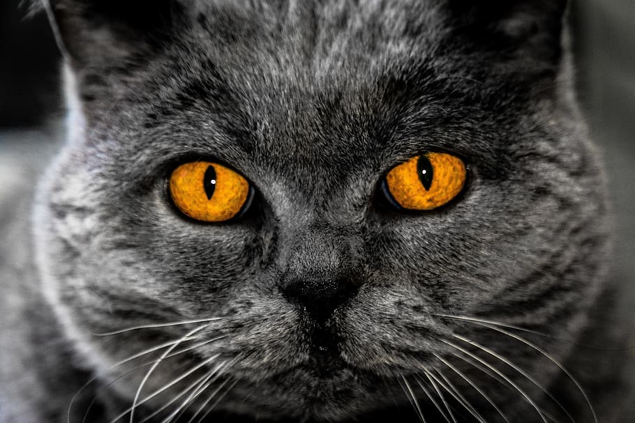 short-coated grey cat, eyes, background image, hypnosis, head HD wallpaper