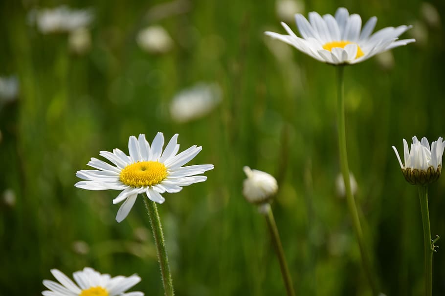 Daisy, Daisies, Midsummer, Skåne, flowers, bed, summer flower HD wallpaper