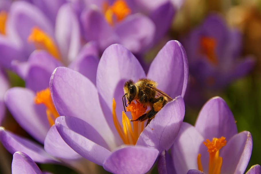 crocus, flower, blossom, bloom, spring, spring flower, nature HD wallpaper