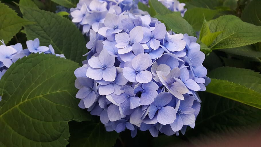 hydrangeas, blue, blue hydrangea, blue hydrangeas, flower, plant HD wallpaper