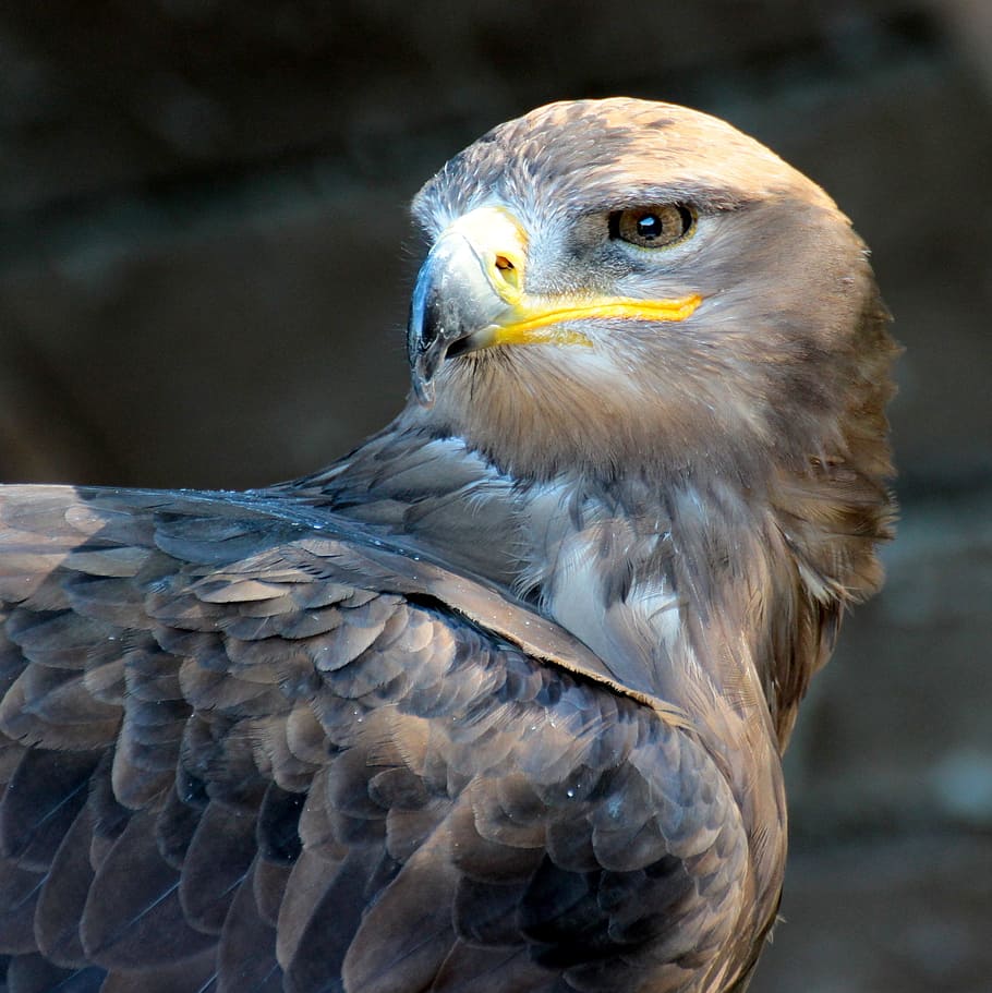 bird, nature, pen, predator, portrait, wings, animal themes HD wallpaper