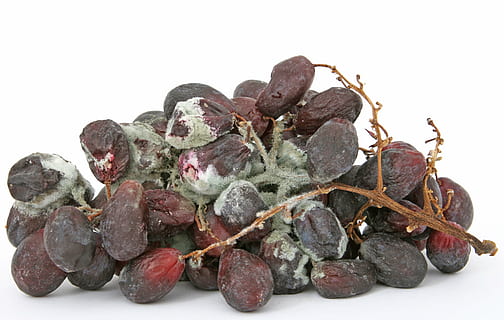 bunch of grapes with molds, age, bacteria, bio, biology, bug HD wallpaper