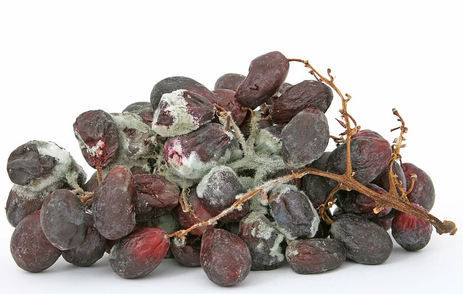 bunch of grapes with molds, age, bacteria, bio, biology, bug HD wallpaper