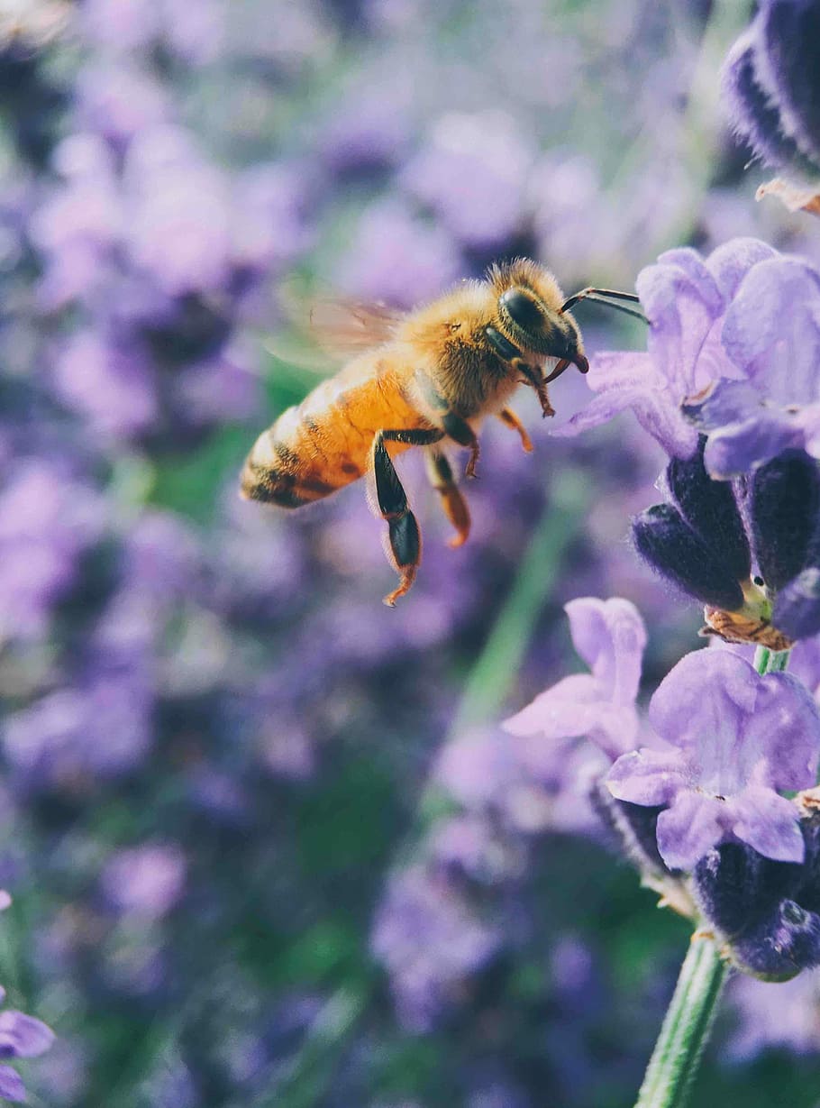 macro shot photography of brown bee, selective focus photo of honeybee hovering near purple flower at daytime HD wallpaper