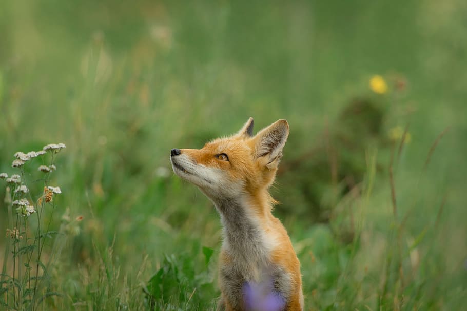 shallow focus photo of brown fox, close up photography of orange fox on green grass field HD wallpaper