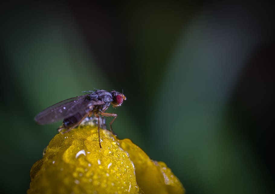 insect, nature, no one, animals, outdoors, fly, flower, drops HD wallpaper