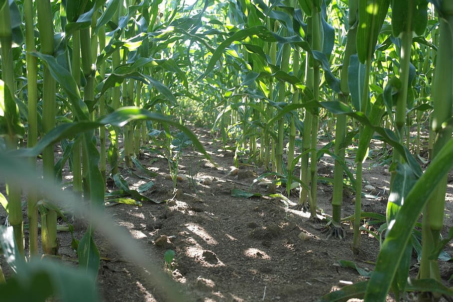 Field, Corn, Path, Grain, Agriculture, nature, plant, leaf HD wallpaper