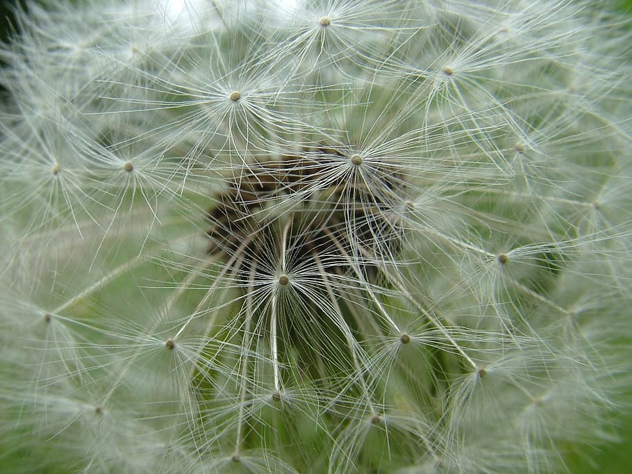 spring, flowers, dandelion, fragility, vulnerability, plant HD wallpaper