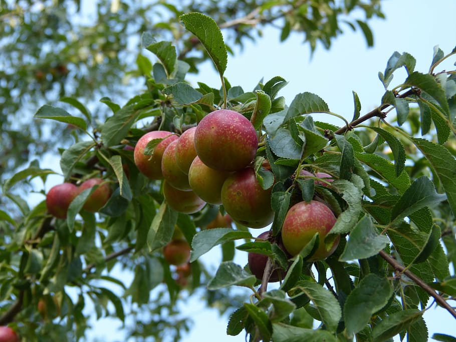 plums, plum tree, branch, fruit, ripe, nature, fruit tree, garden HD wallpaper