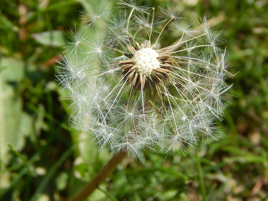 Dandelion, Flower, Wind, summer, nature, growth, plant, fragility HD wallpaper