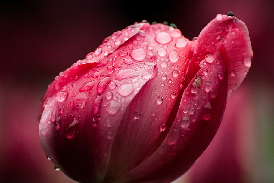 tulip, rain, fly, petals, flower, drop, freshness, beauty in nature HD wallpaper