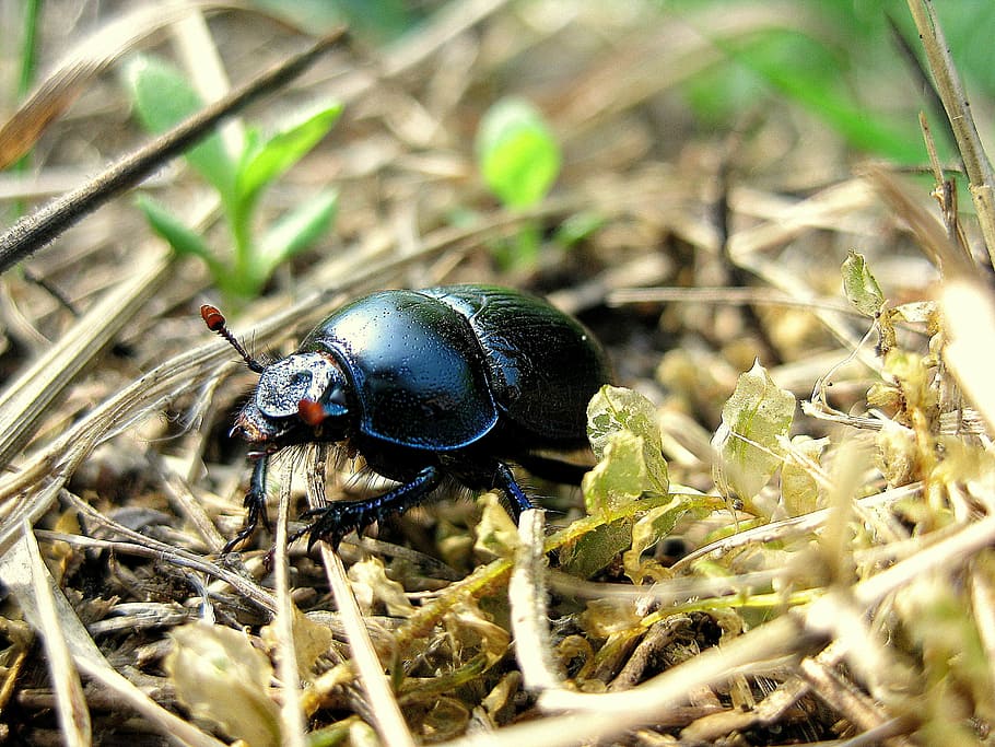 selective focus photography of black beetle on twig litters, beasts