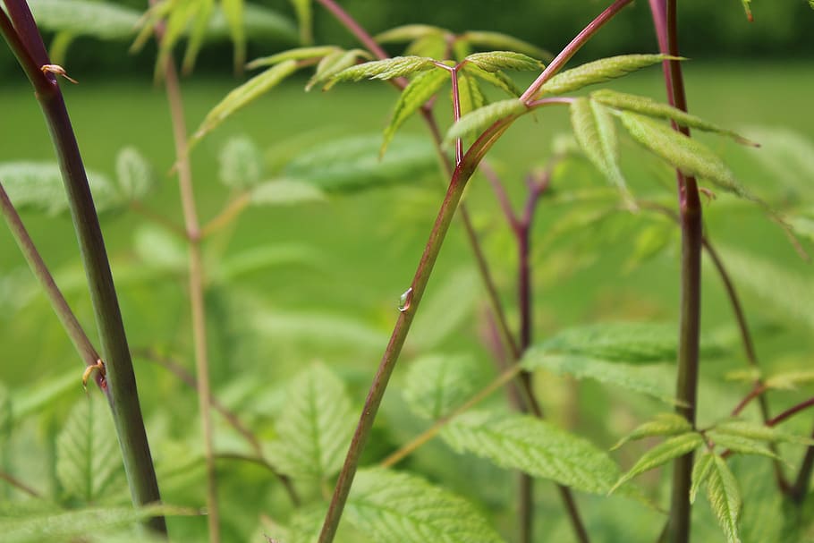 plant, raindrop, nature, green color, growth, leaf, plant part HD wallpaper