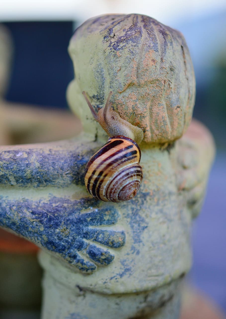 Snail, Tape Worm, Shell, Reptile, mollusk, crawl, invertebrates HD wallpaper