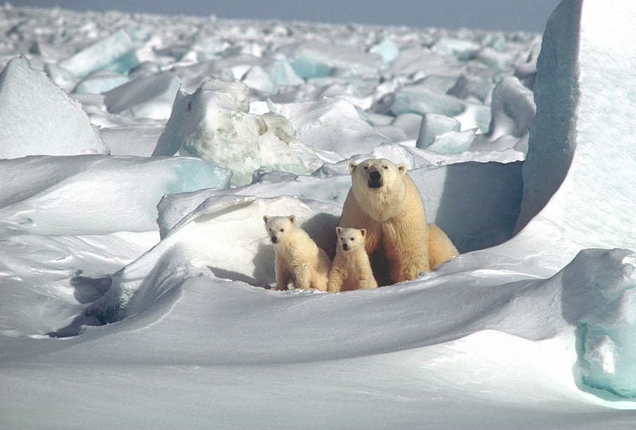 polar bear beside two cubs photograph, mother, white, arctic, HD wallpaper