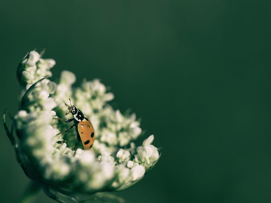animal, beetle, blur, bright, close-up, flora, flower, insect HD wallpaper