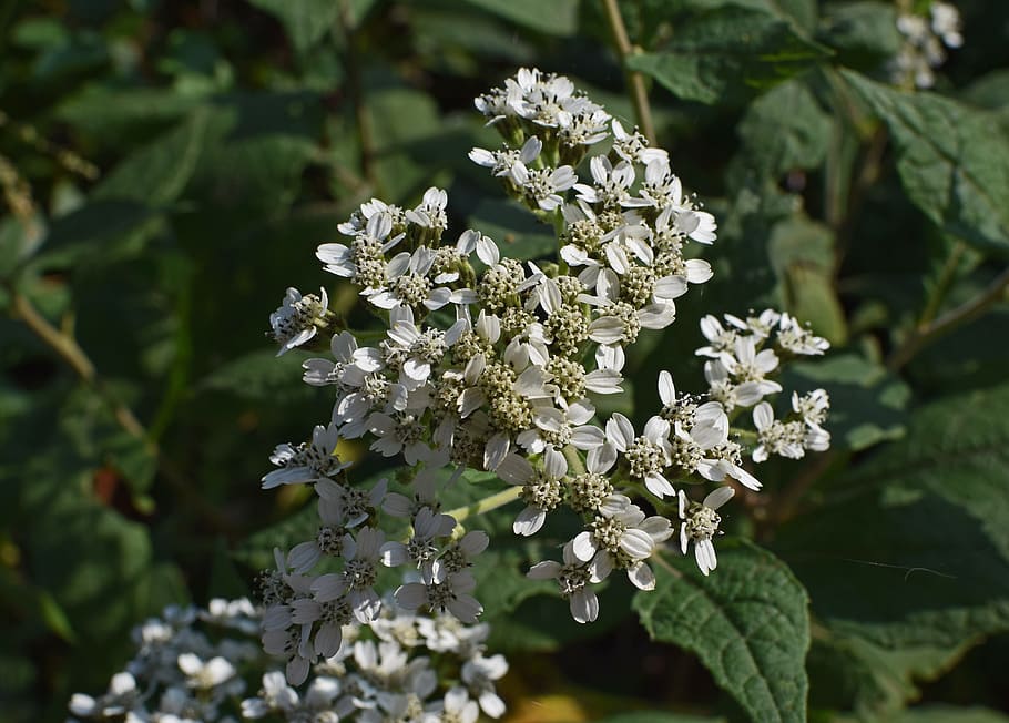 all boneset, flower, wildflower, blossom, bloom, plant, nature HD wallpaper