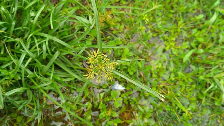 flower, grass, fresh, garden, green color, plant, growth, beauty in nature HD wallpaper
