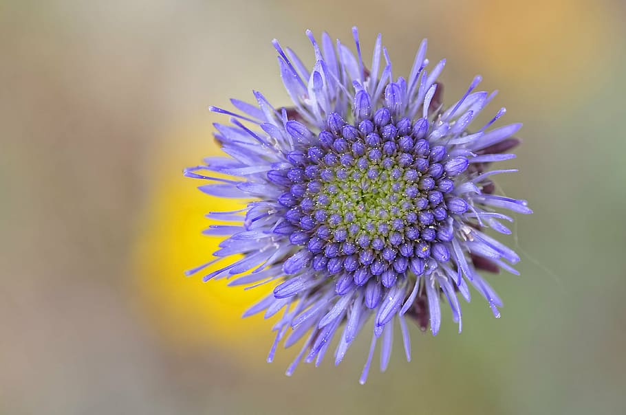 flower, macro, nature, violet, flowering plant, purple, freshness HD wallpaper