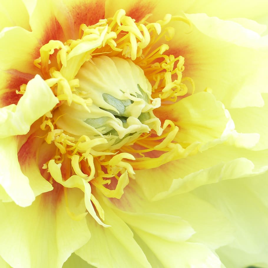 flowers, spring, peony, nature, bouquet, petal, close-up, plant HD wallpaper