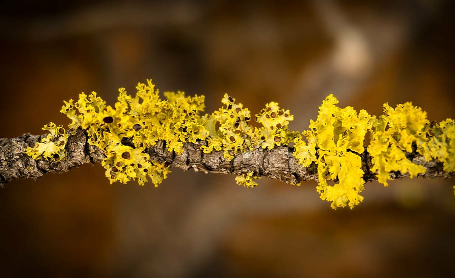 algae, branch, moss, yellow, flower, plant, nature, fragility HD wallpaper