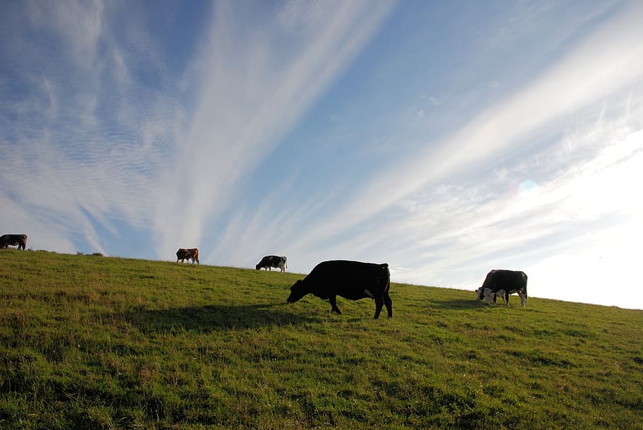 cows on grass field under cloudy sky during daytime, cattle HD wallpaper