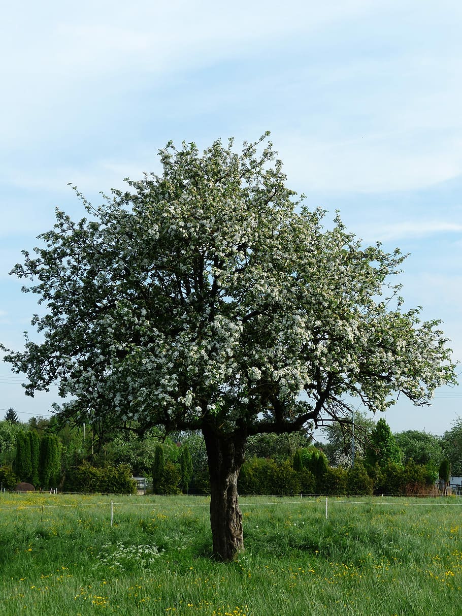 Apple Tree, Apple Blossom, Nature, spring, grass, green Color HD wallpaper