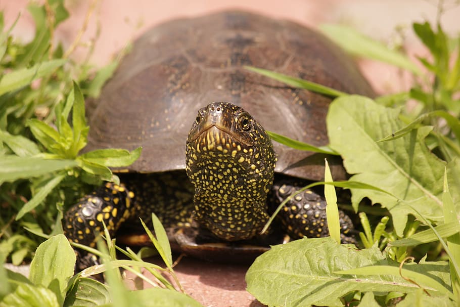 Hd Wallpaper: Tortoise, Reptile, Krupnyj Plan, Reptiles, Creeping 