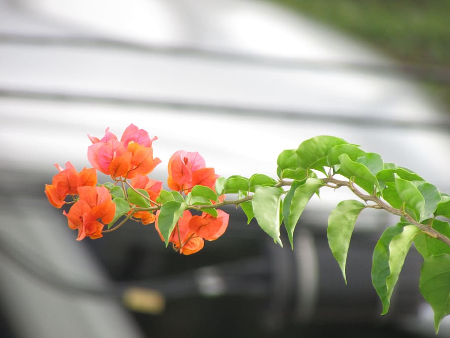flower, orange, beautiful, plant, freshness, beauty in nature HD wallpaper