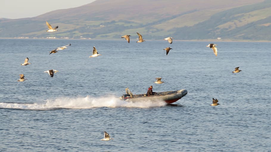 sea, boot, gulls, swarm, flock of birds, noise, powerboat, fast HD wallpaper