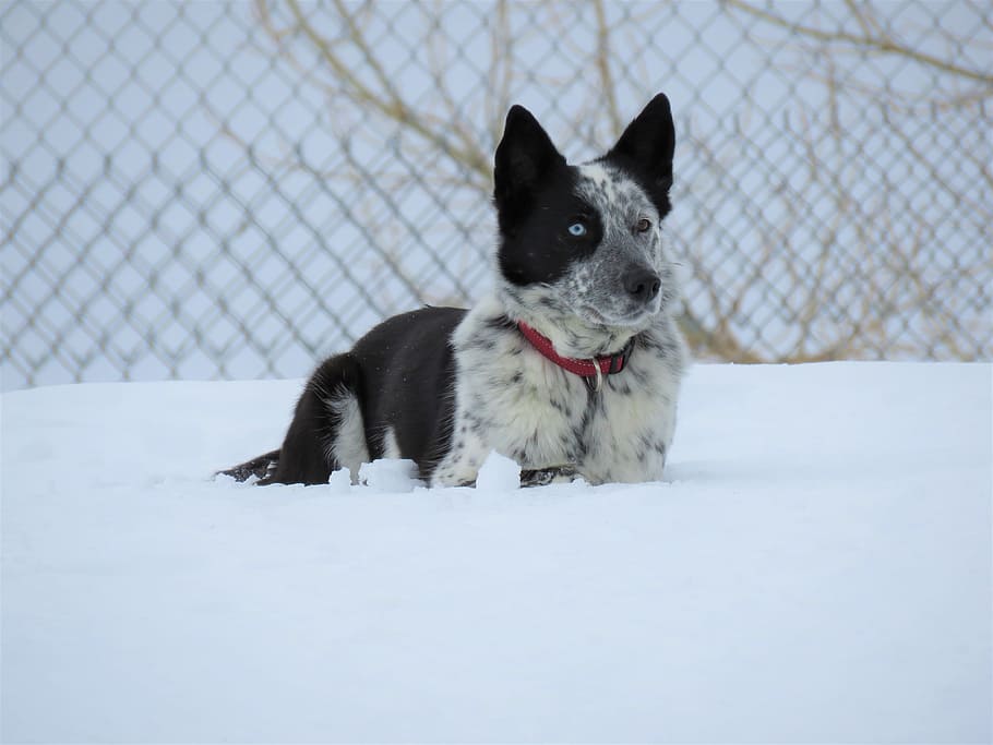 winter, snow, cute, pet, dog, animal, canine, domestic animals HD wallpaper