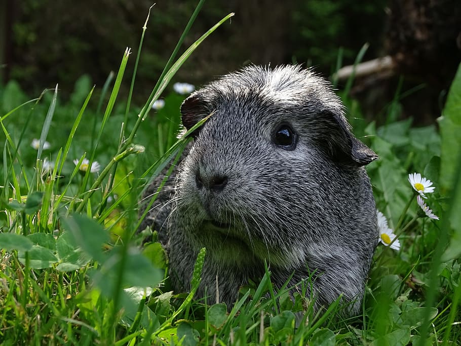guinea-pig, mammal, guinea pigs, cute, agouti, rodent, grass, HD wallpaper