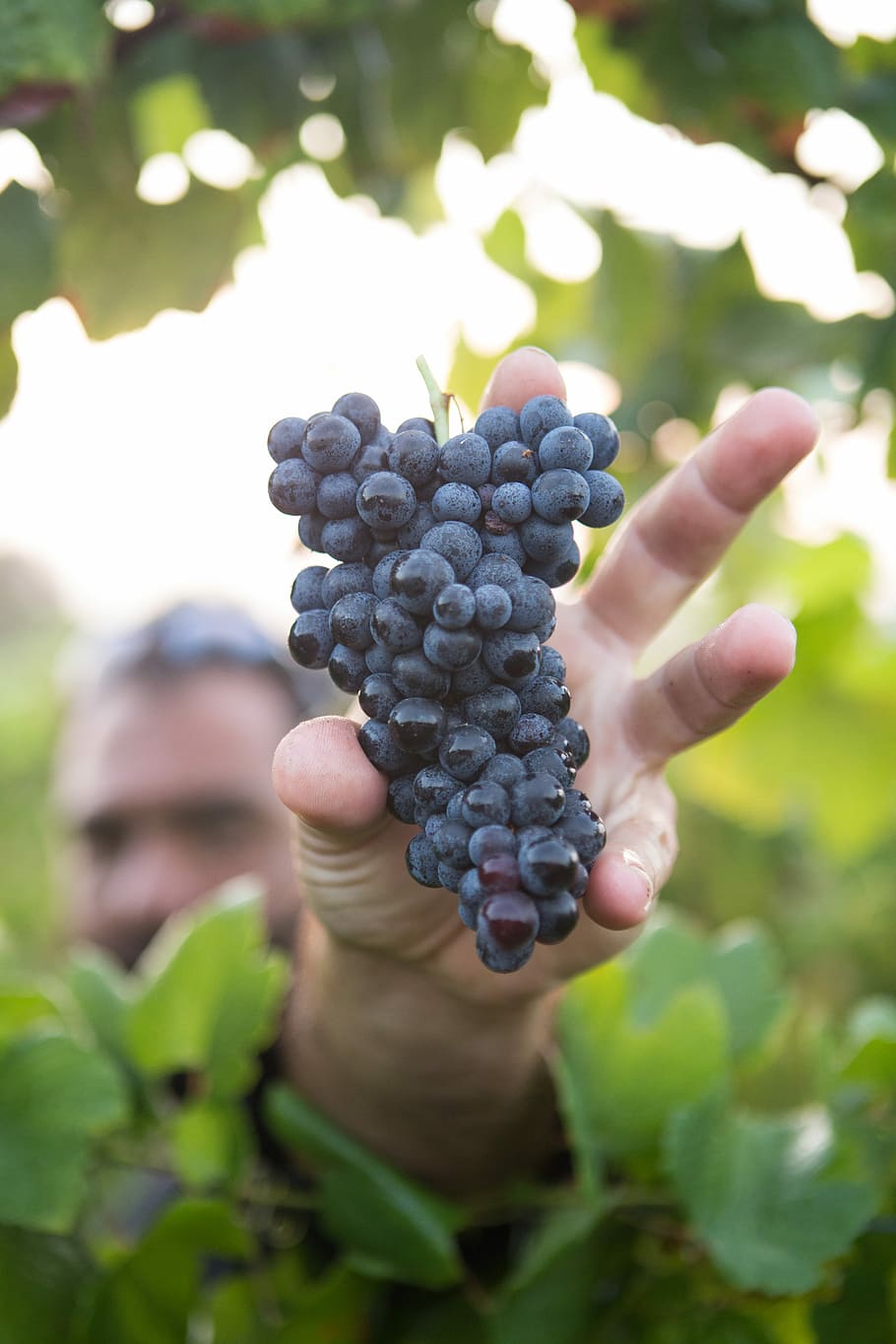 person showing purple grapes, purple grapes, vine, fruit, tree HD wallpaper