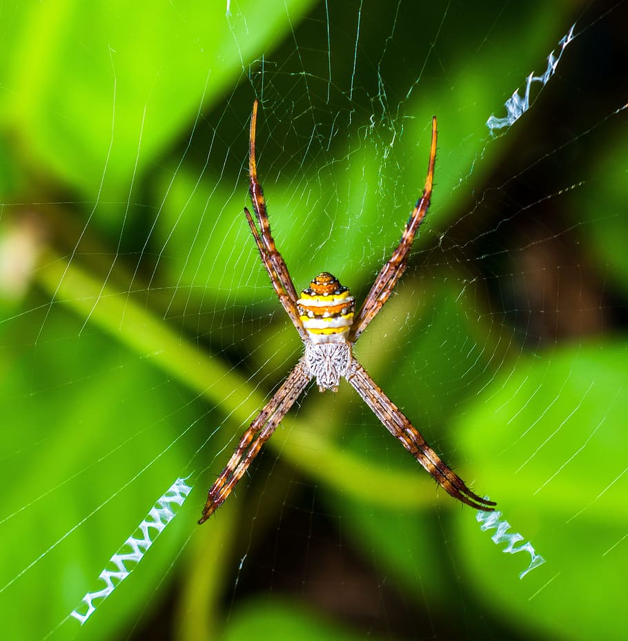 Spider, Arachnid, Network, Close, one animal, spider web, animal themes HD wallpaper