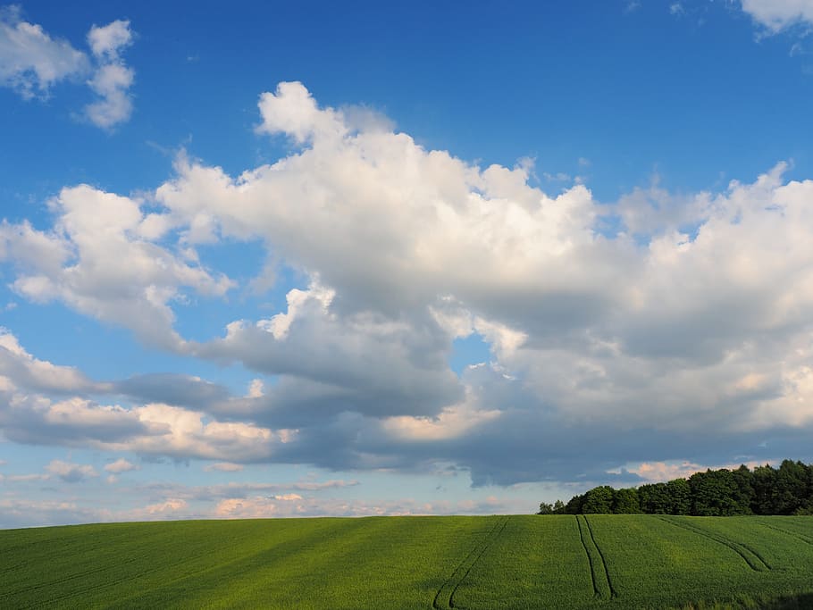 cirrus clouds, blue, sky, field, landscape, grass, green, tranquil scene HD wallpaper