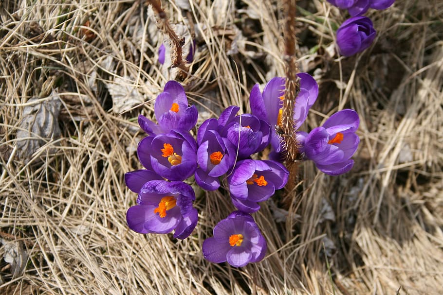 Flower, Spring, Purple, Nature, Colors, plant, growth, petal HD wallpaper