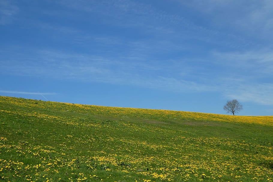 spring, summer, meadow, flower meadow, tree, nature, landscape HD wallpaper