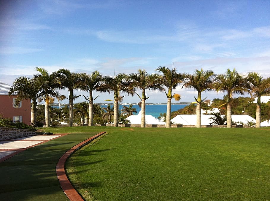 front view of palm tree lining up facing body of water, Bermuda HD wallpaper
