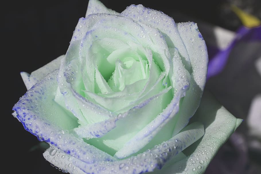 green and white rose closeup photography, flower, flowering plant HD wallpaper