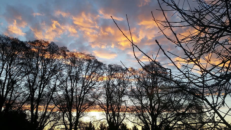 sunset, silhouette, trees, sky, cloud - sky, plant, branch HD wallpaper