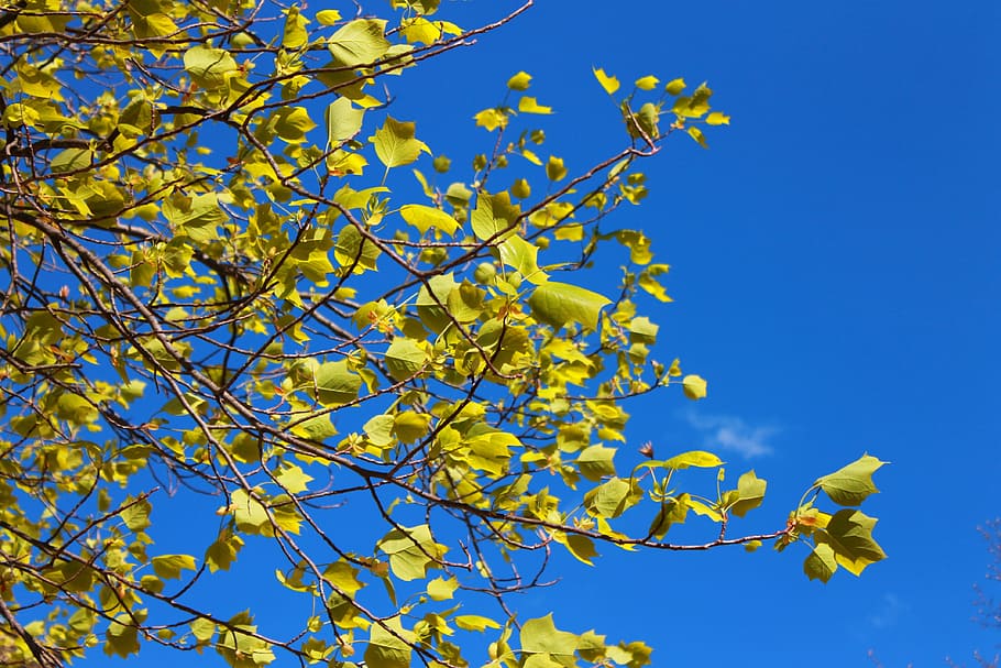 tree, spring, leaves, branches, sky, nature, blue, maple, plant HD wallpaper