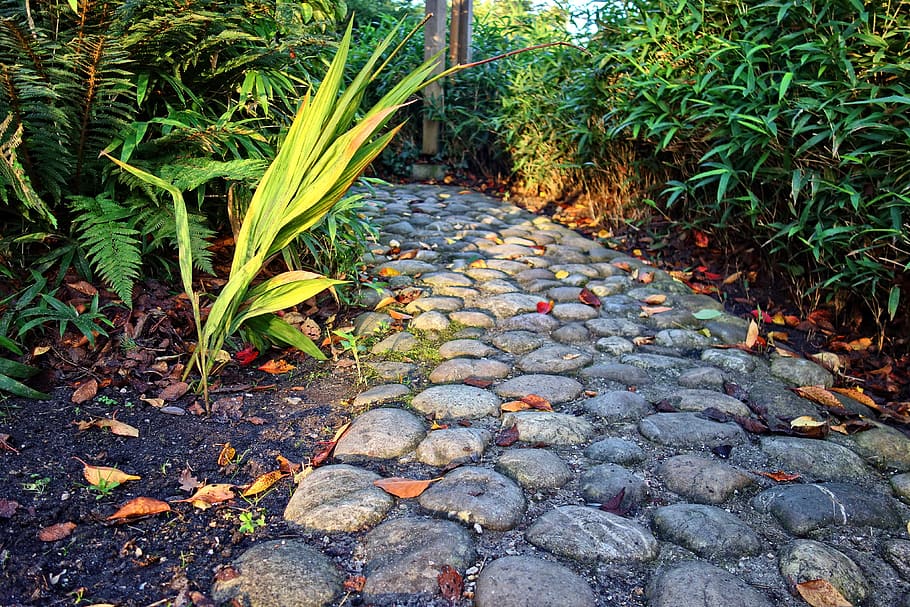 footpath, cobblestone, cobble path, plants, shrubs, park, growth HD wallpaper