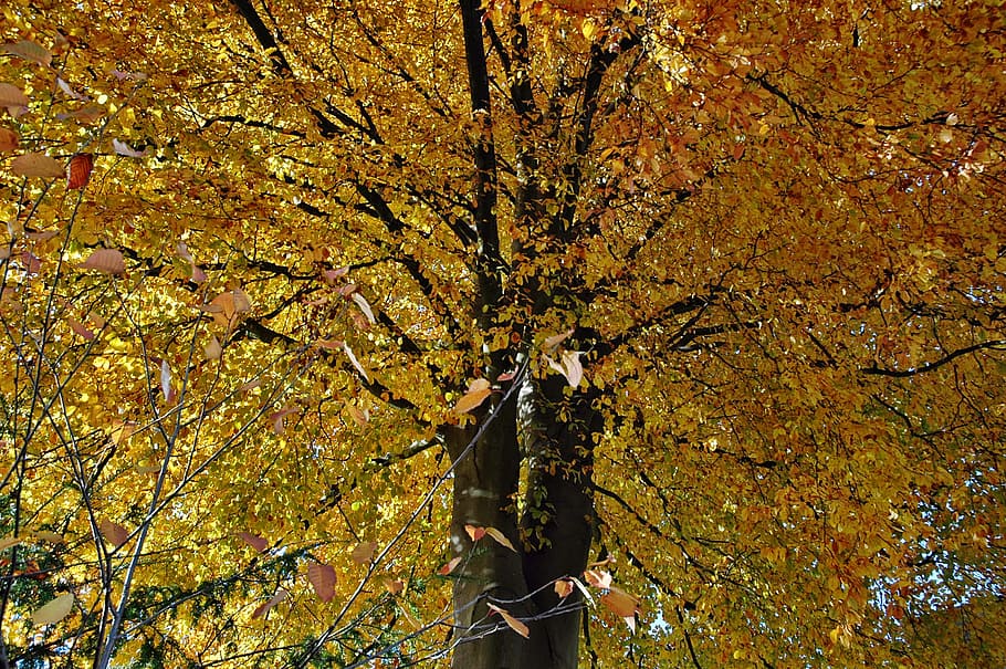 tree, leaves, autumn, change, plant, one person, nature, leisure activity HD wallpaper