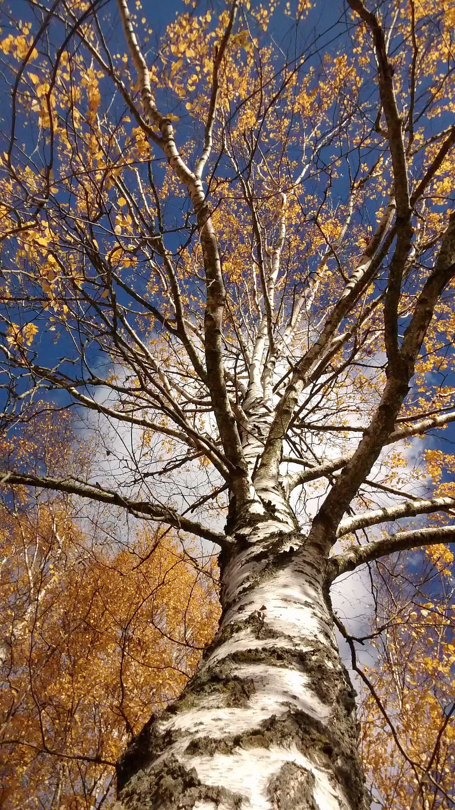 tree, october, autumn, nature, orange, landscape, yellow, leaves HD wallpaper