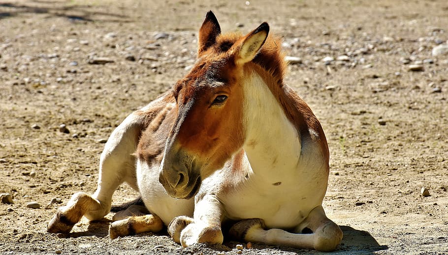 white pony lying on ground, Donkey, Animal, Cute, Sweet, concerns HD wallpaper