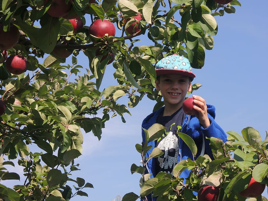 fall, apple, boy, leaves, nature, leaf, plant part, fruit, growth HD wallpaper