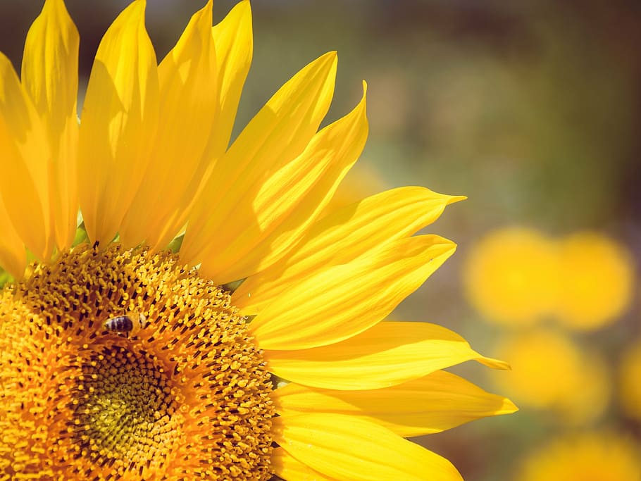 summer, sunflower, bee, yellow, wildlife, nature, flowering plant HD wallpaper